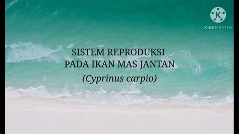 SISTEM REPRODUKSI IKAN MAS(Ciri-ciri ikan mas jantan ~ macam-macam organ reproduksi ikan mas ...