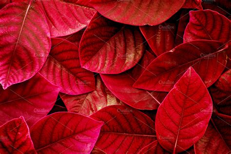 tropical red leaves | High-Quality Nature Stock Photos ~ Creative Market