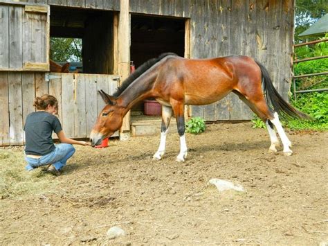 53 best images about Mule & Donkey Colors & Markings on Pinterest | Trail riding, Donkeys and ...