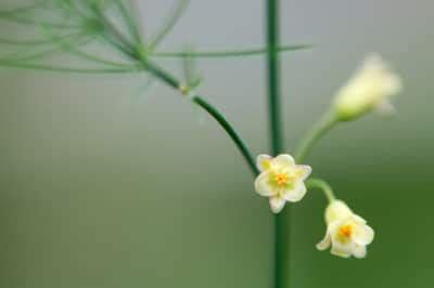 Asparagus Flower » More Than a Pretty Bloom