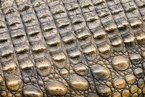 evolution - How did the Armatae Bestia evolve studded plates? - Worldbuilding Stack Exchange