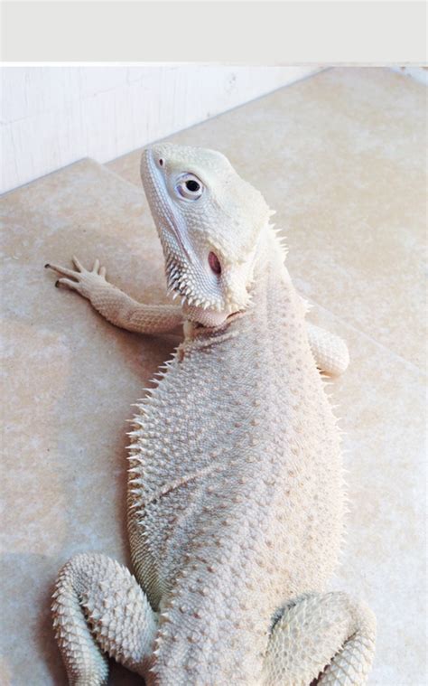 Ghost | Bearded Dragon Breeders Canada