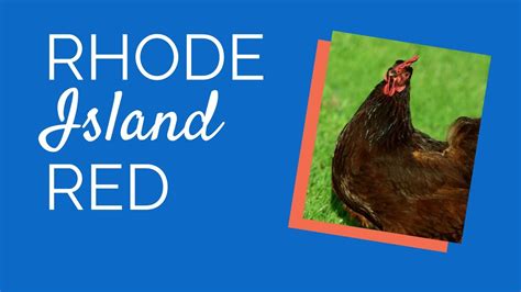 Rhode Island Red baby chicks - YouTube