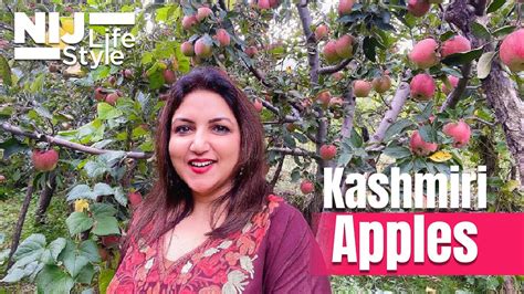 Apple Garden Kashmir | Fasci Garden