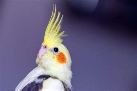 Pet Birds That Are Easy to Care For: You May Be Surprised! - This Pet ...