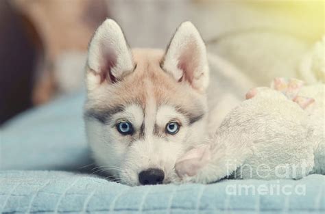 How Much Is A White Siberian Husky Puppy