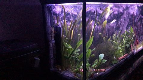 I built a new 55 gallon with concrete background and waterfall. The water is finally starting to ...