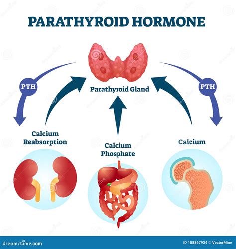 Parathyroid Hormone (PTH, Parathormone, Parathyrin) Protein, Secreted ...