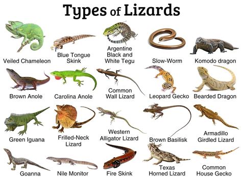 Lizard Definition, Types, Characteristics, Classification,, 44% OFF