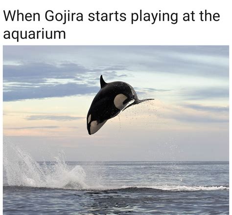 Sorry, there has probably been enough whale memes here : r/gojira