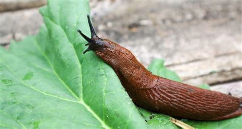 How to Get Rid of Slugs in the Garden