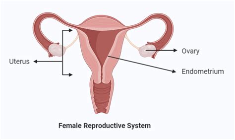 Name the functions of the Endometrium.