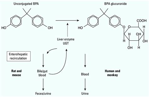 Schematic diagram depicting the glucuronidation of BPA in the liver and ...