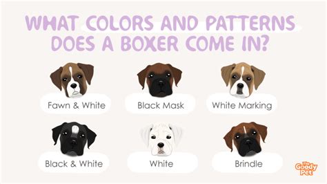 6 Beautiful Colors And Patterns Of A Boxer - The Goody Pet