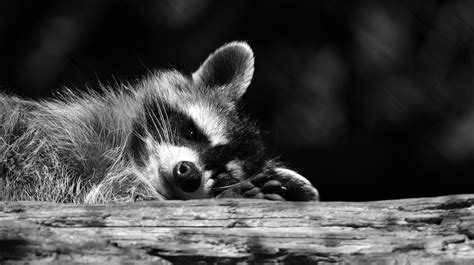 Raccoon Black-And-White Wild - Free photo on Pixabay