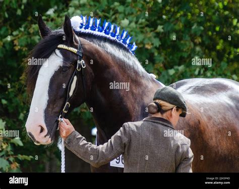 Shire horse at a horse show Stock Photo - Alamy