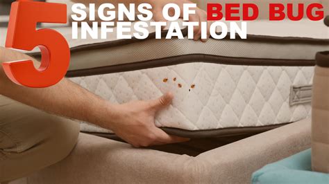 5 Signs of a Bed Bug Infestation - Famavip.com