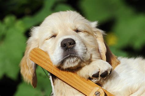 Golden Retriever Puppies Sleeping | [#] Lunawsome