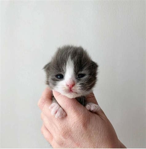 Caring for Kittens from Birth to Eight Weeks | Guide to Raising ...