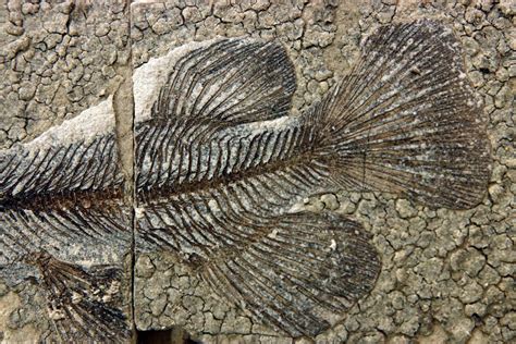 Exquisite Fossils Show an Entire Rain Forest Ecosystem | Scientific American