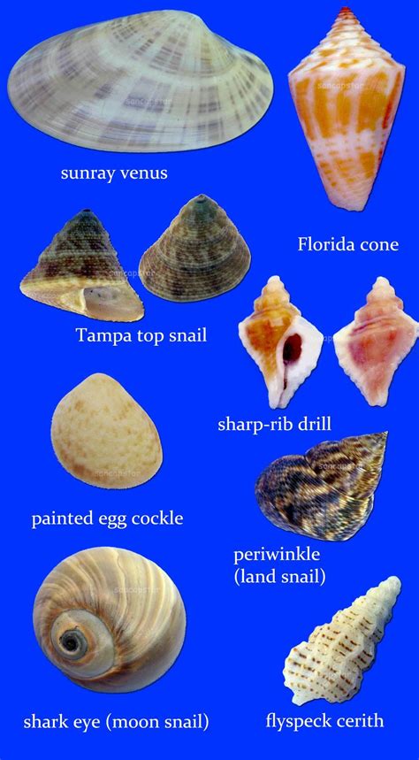 Sancapstar Shell Guide | Shells, Sanibel shells, Sea glass shell