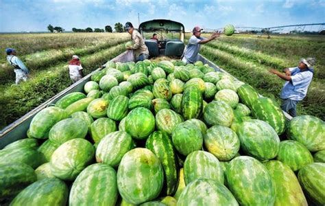 watermelon-farms. | Watermelon, Watermelon farming, Down on the farm