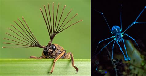 Macro Photographs of Singapore’s Most Unusual Insects and Arachnids by ...