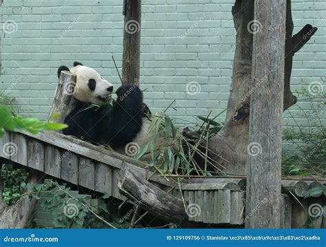 Giant Panda in Edinburgh ZOO in Scotland Stock Photo - Image of fauna ...