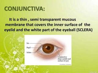 Conjunctiva | PPT | Free Download