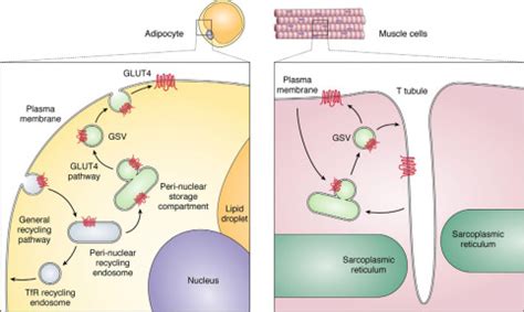 Thirty sweet years of GLUT4 - Journal of Biological Chemistry