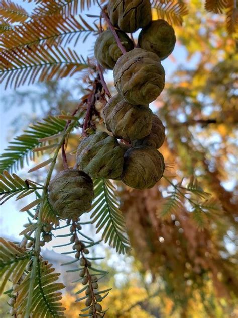 Dawn Redwood Seeds | Metasequoia glyptostroboides | SG Trees