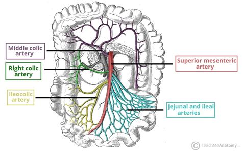 Chronic Mesenteric Ischaemia - Clinical Features - Management ...