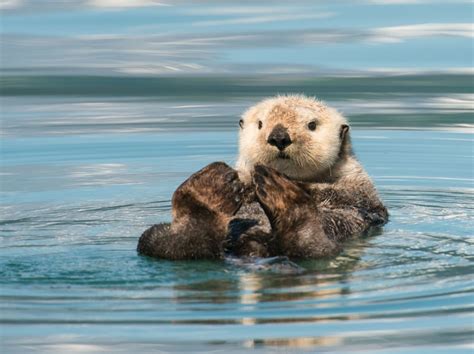 Endangered sea otters to arrive at Birmingham Sea Life Centre this March | Express & Star