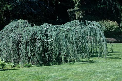 Cedrus atlantica 'Glauca Pendula' | Landscape Plants | Oregon State ...