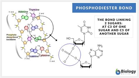 Phosphodiester bond - Definition and Examples - Biology Online Dictionary