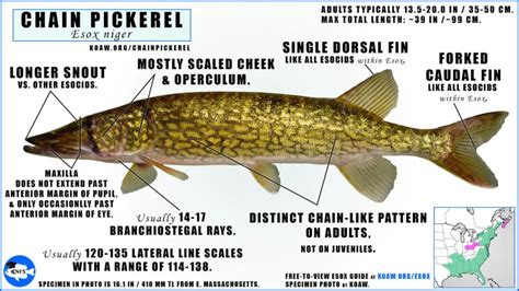 What Are Ideal Water Conditions For Pickerel 2024 Atlantic Hurricane Season: NOAA Predicts Above ...