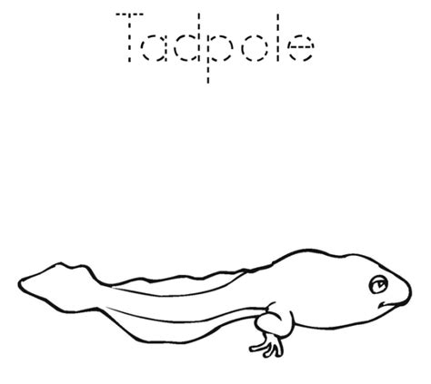 Tadpole Coloring Pages