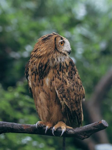 Close Up Photo of a Eurasian Eagle Owl · Free Stock Photo