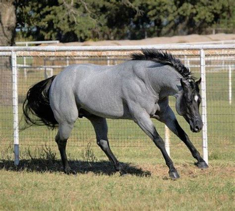 Blue roan | Horses, Beautiful horses, Quarter horse stallion