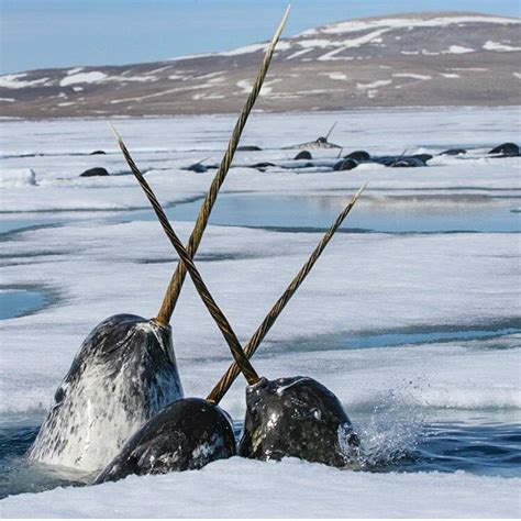 Narwhals-national geographic | Ocean creatures, Animals, Narwhal