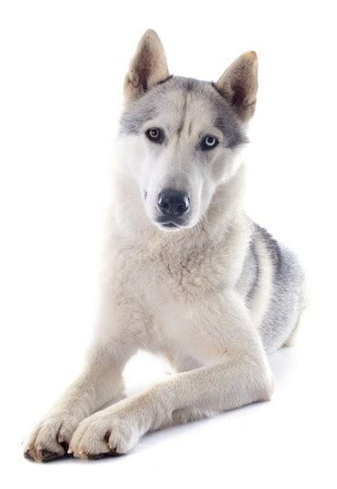 Siberian Husky Temperament and Behavior