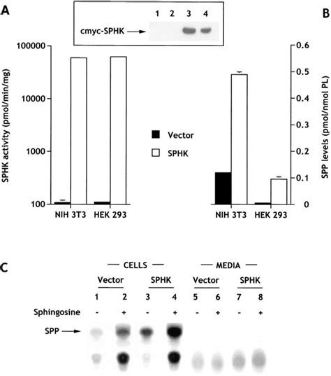 Sphingosine kinase expression results in an increase in intracellular ...