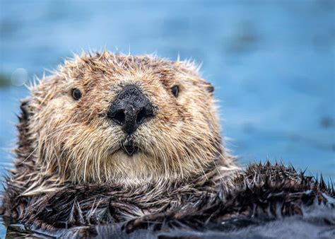 The Sea Otter's Eyes and Vision (They See Well Underwater!) - Floofmania