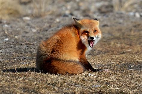 Rabid Fox Bites an Elderly Woman & 2 Kids in Upstate New York