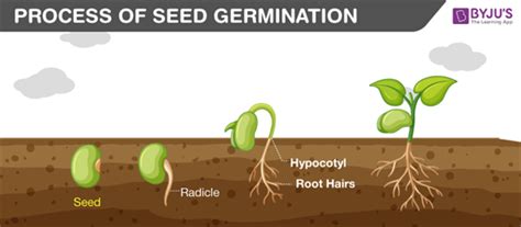 Germination Of A Seed Diagram