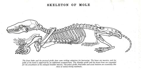 Mole Diagram