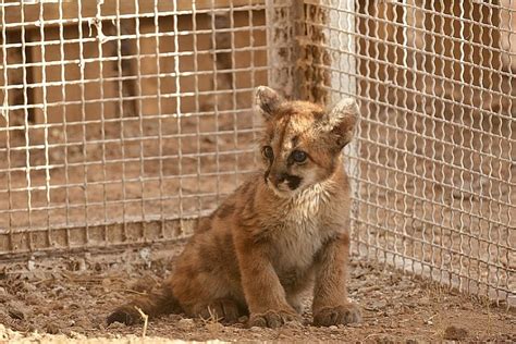 Orphaned mountain lion cub transferred to wildlife rehabilitator | Williams-Grand Canyon News ...