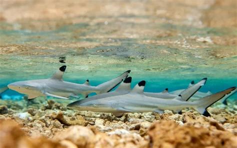 Black Tip Sharks: Are They Endangered?