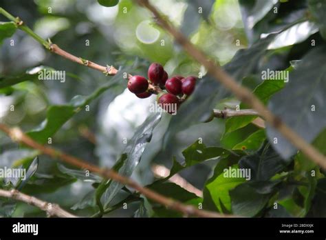 Berries of coffee plantations in Costa Rica Stock Photo - Alamy