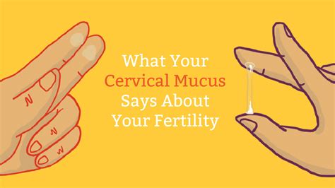 Cervical Mucus Chart: Know When You're Fertile | Mama Natural ...